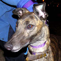 h736_dawn head